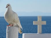 Fort Myers Dove Release