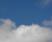 doves weddings Naples