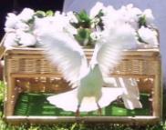 doves weddings Fort Myers