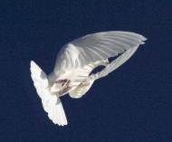 Unique Message Service