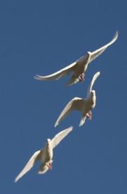 Cape Coral Funeral Services