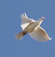 Lehigh Acres Memorial Services