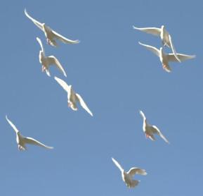 Fort Myers Funeral Services