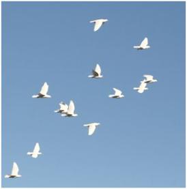 Lehigh Acres Funeral Services