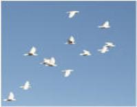 Lee County Dove Release