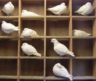 Fort Myers Beach Dove Release