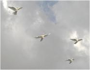 quinceanera Fort Myers